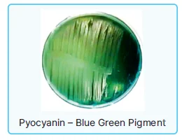 Pseudomonas
