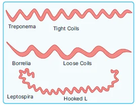 Spirochetes 2
