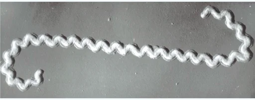 Leptospira 