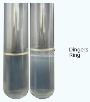 Leptospira