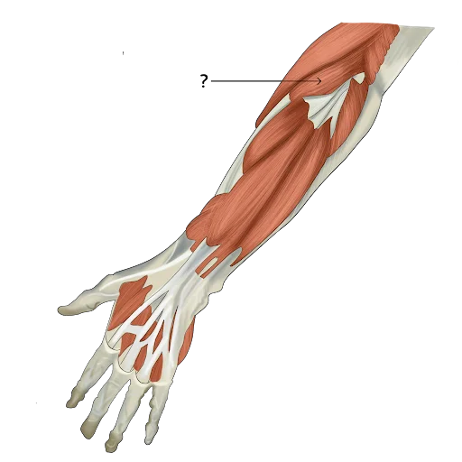 Extensor carpi radialis