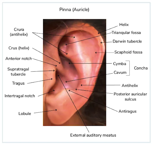 Auricle

