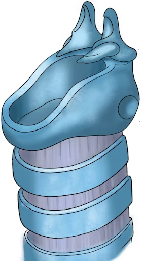 Arytenoid Cartilage