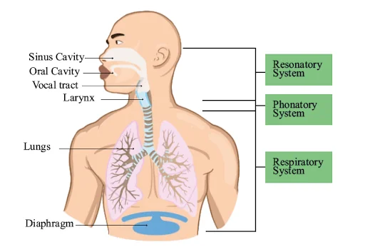Normal Speech and Voice Production