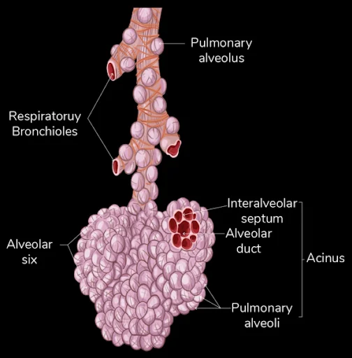Alveolar Duct and Alveoli
