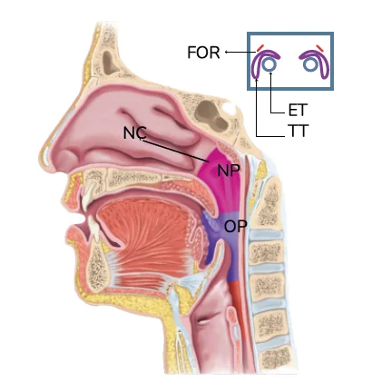 Nasopharynx