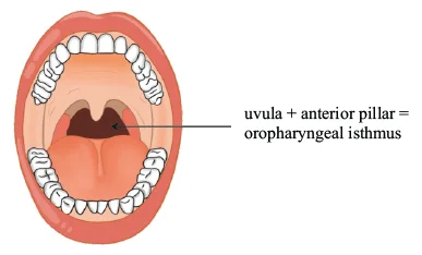 Oropharyngeal isthmus