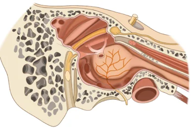 Nerve to Stapedius