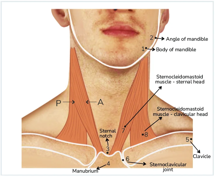 Surface Anatomy of the Neck