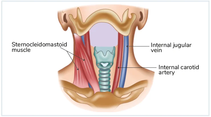 Sternocleidomastoid Muscle