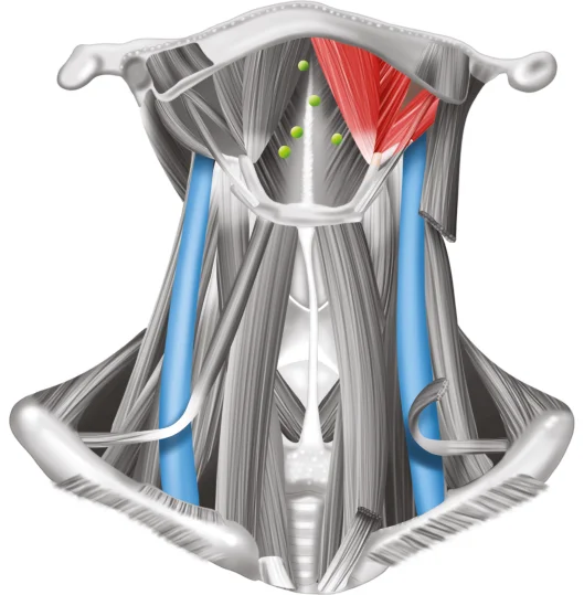 Submandibular Triangle