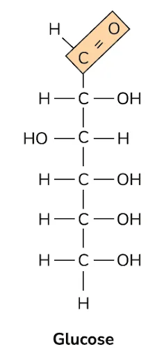 Glucose