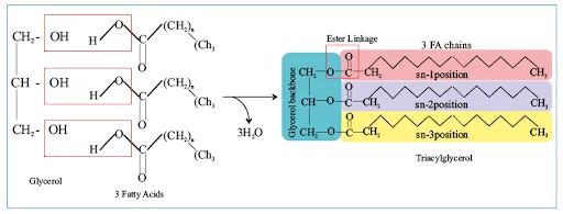 Lipids NEET PG Biochemistry