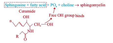 Sphingophospholipids