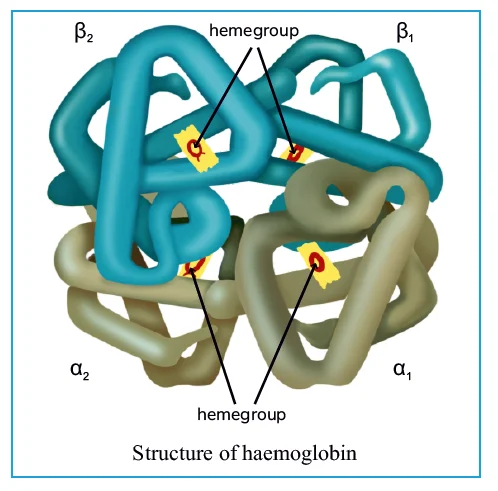 Structure of Haemoglobin