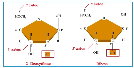 Nucleoside