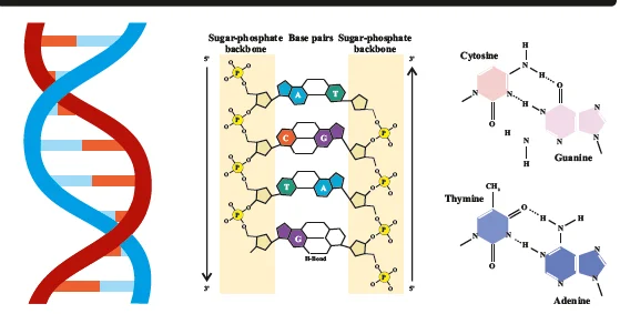 DNA Structure
