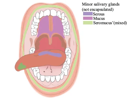 Minor Salivary Glands