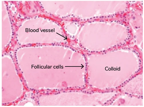 Histology of Thyroid Gland