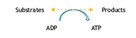substrate-level phosphorylation