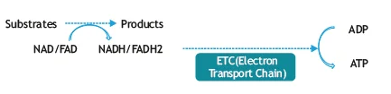 oxidative phosphorylation