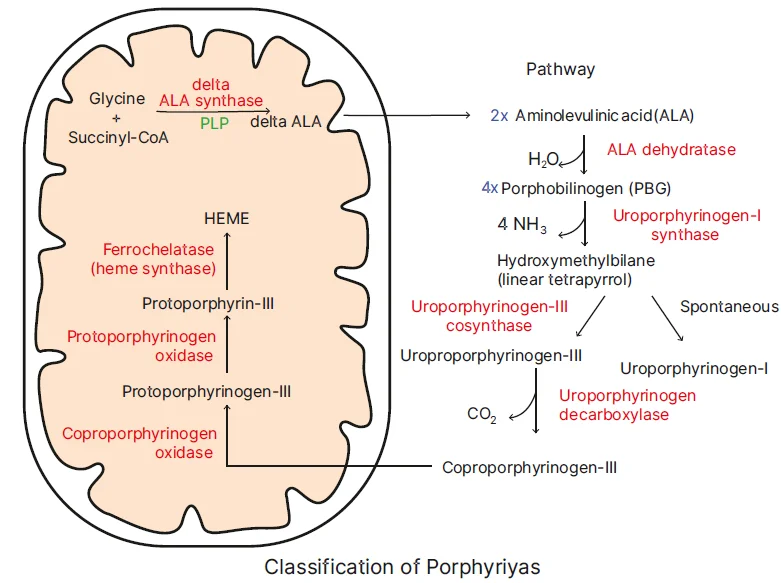 classification of Porphyrias