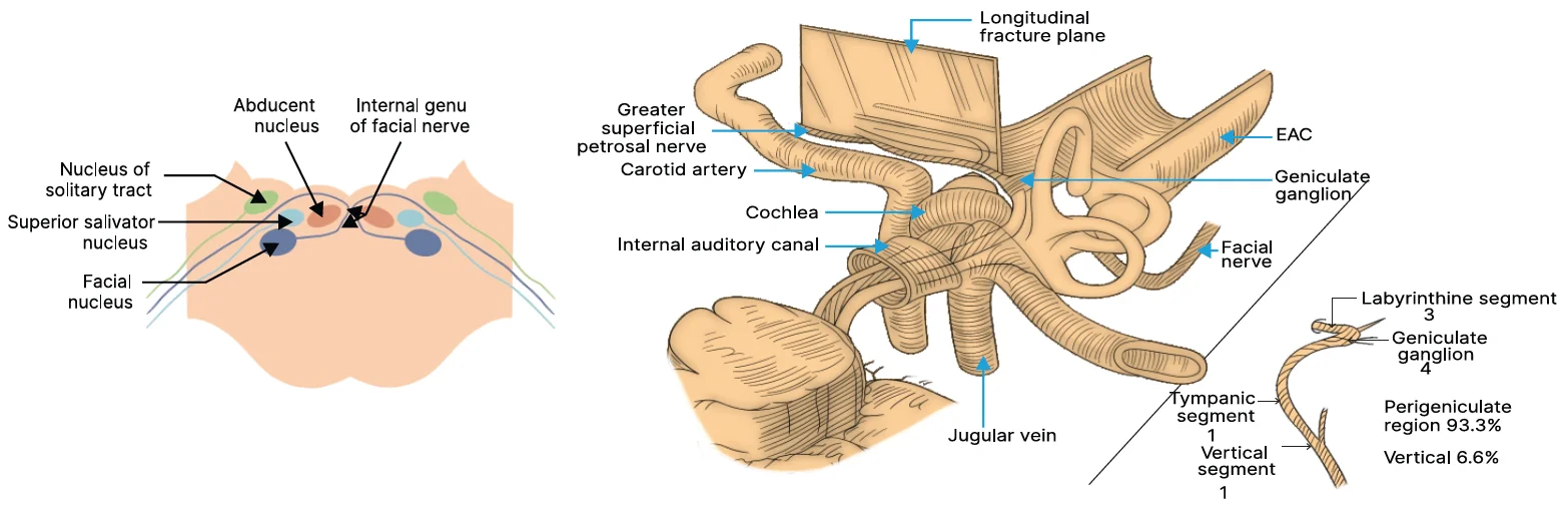 Intracranial route of facial nerve