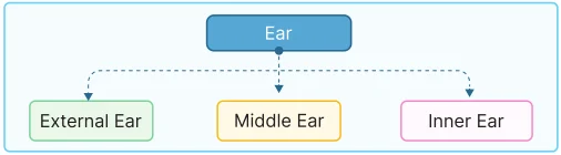 anatomical components of the human ear
