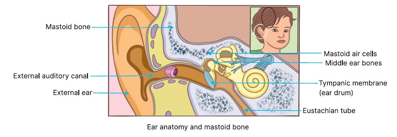 three parts of the external ear