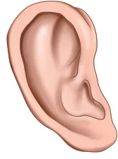 anatomical features of the pinna