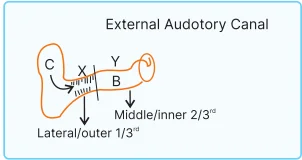 external auditory canal (EAC)