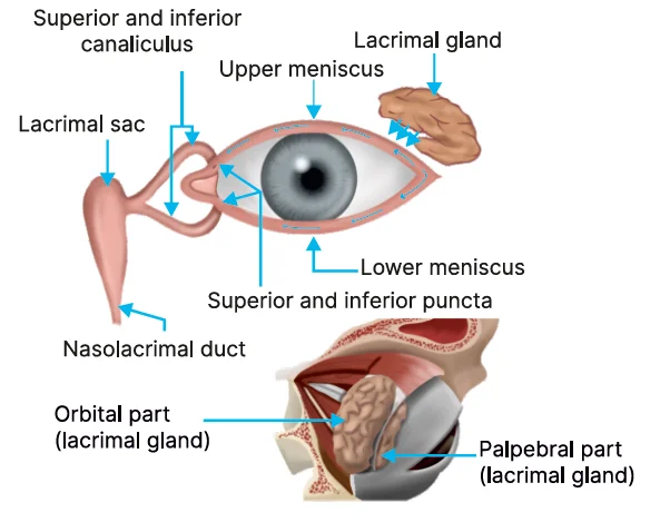 anatomical pathway of tear drainage