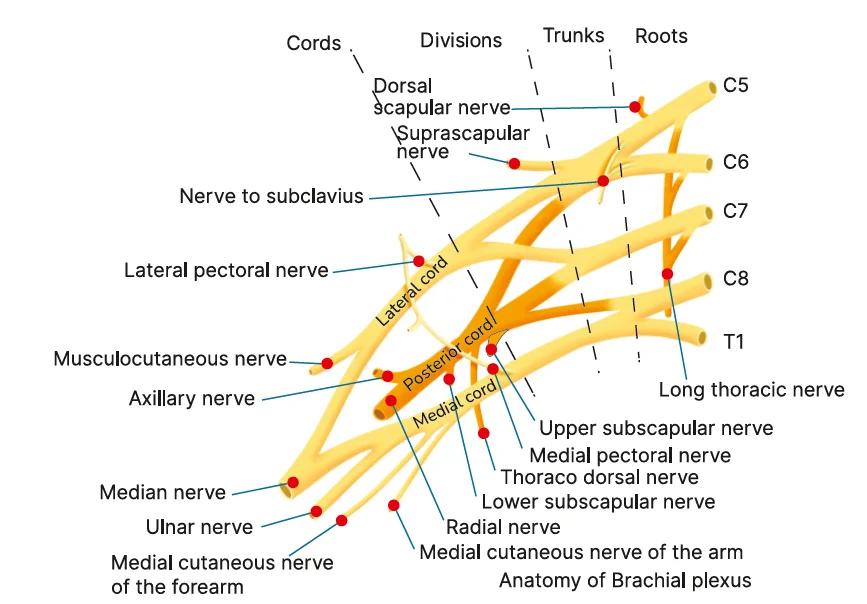 brachial plexus blocks