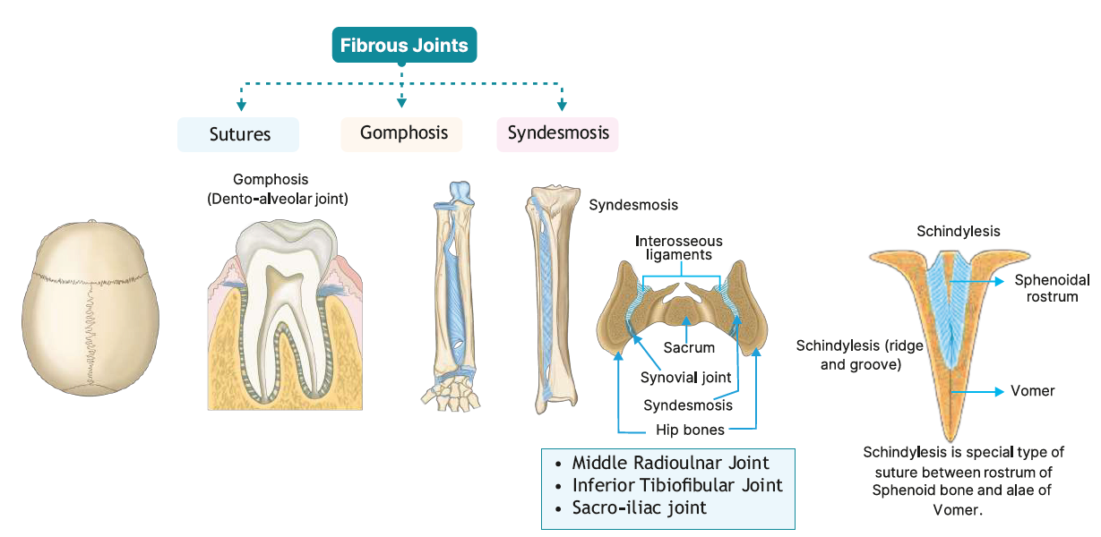 Fibrous joints 