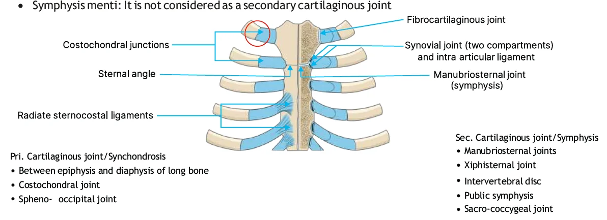 cartilaginous joints