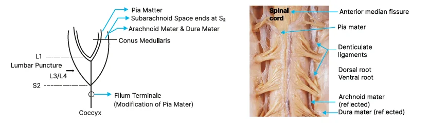 pia mater in the spinal cord