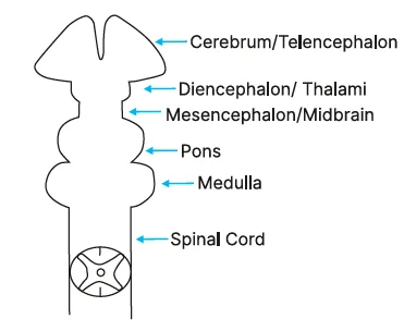 ventricles of the brain and their embryological locations