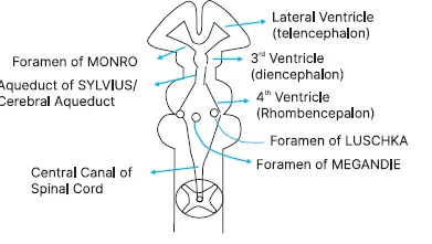 CSF flow through the ventricles