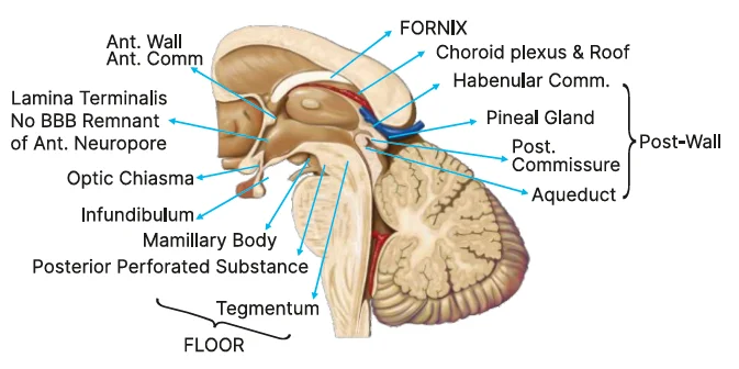 anatomical boundaries and walls of the 3rd ventricle