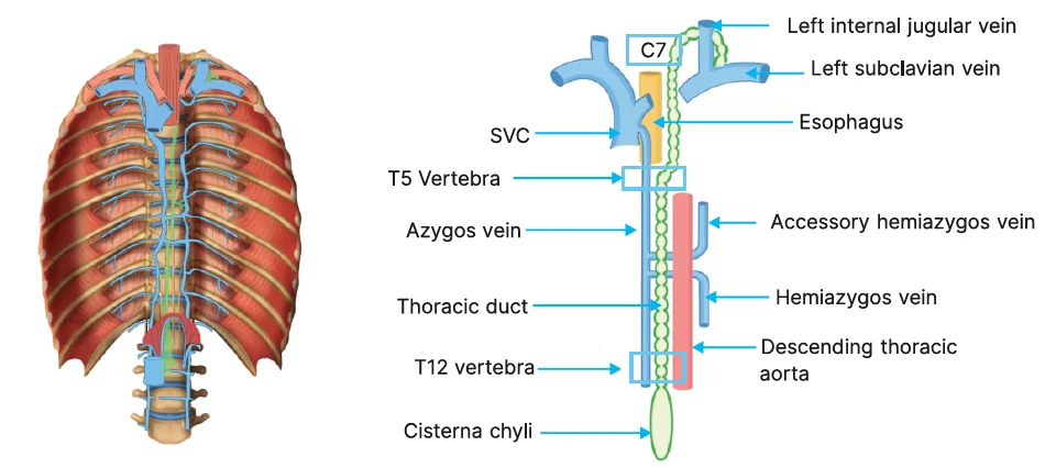 thoracic duct