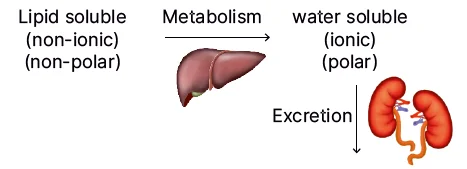 Drug metabolism