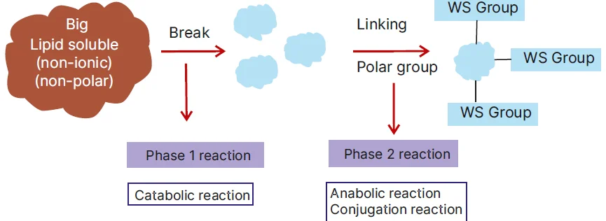 Hepatic (liver) metabolism