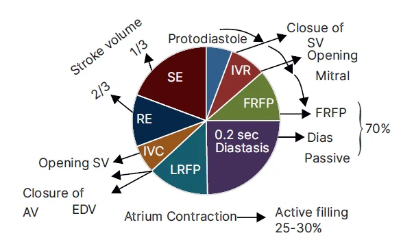 cardiac cycle