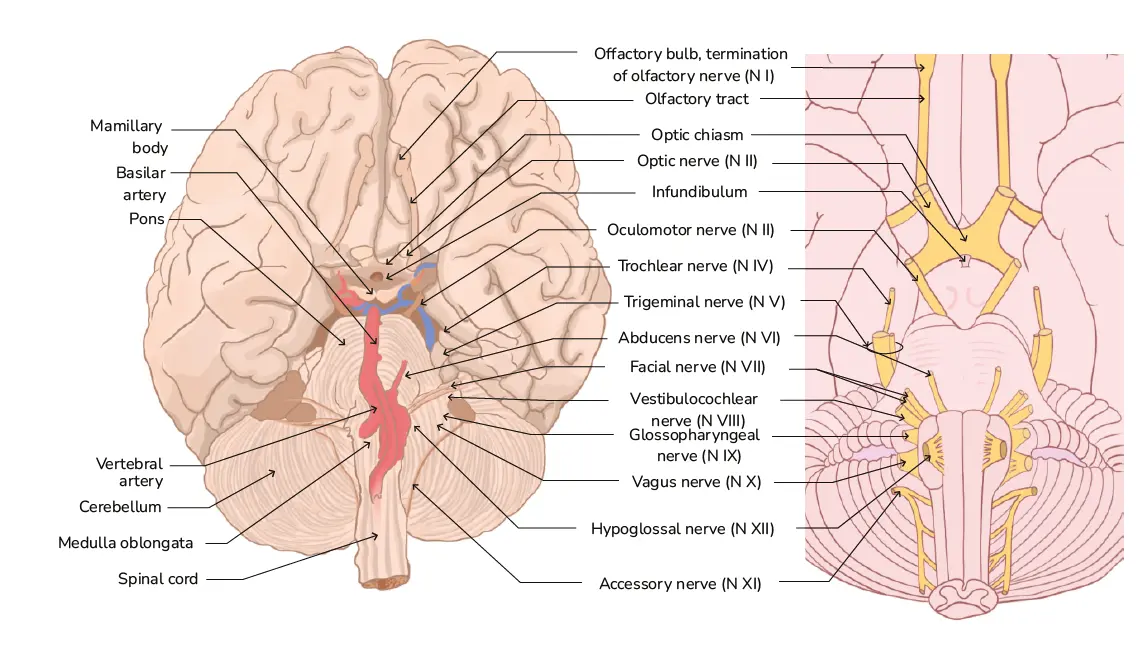 Cranial Nerve