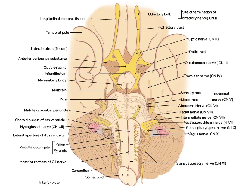 Brainstem