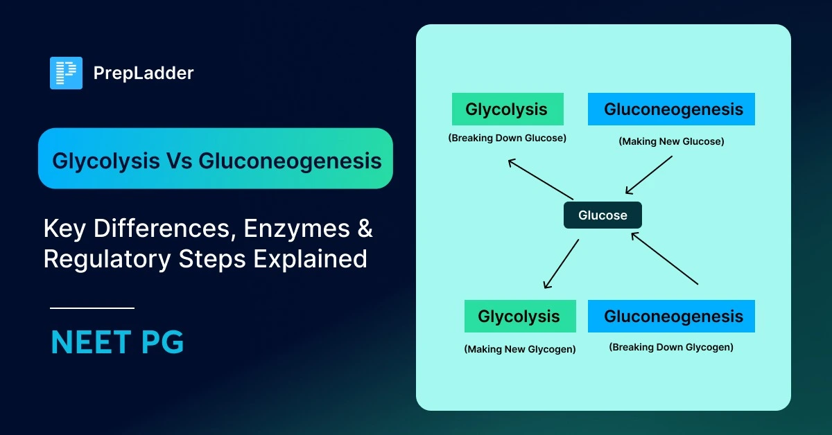 Glycolysis vs Gluconeogenesis