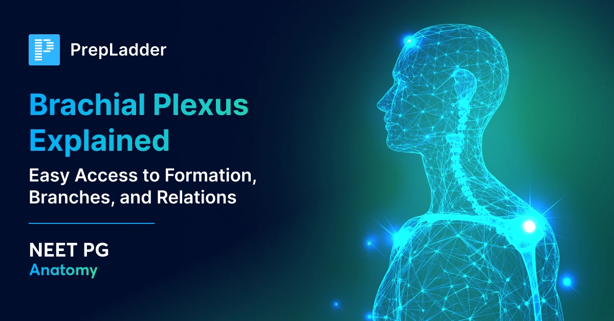 Brachial Plexus Explained
