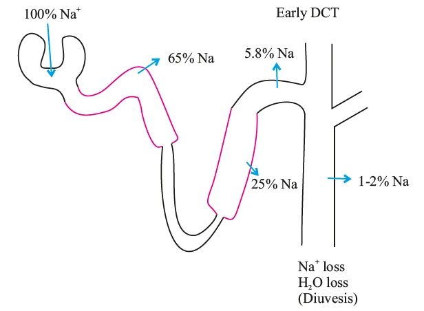 Elimination of Sodium and Water from body