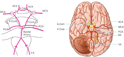 Circle of Willis and Cerebrovascular Anomalies