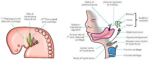 Embryology & General Histology